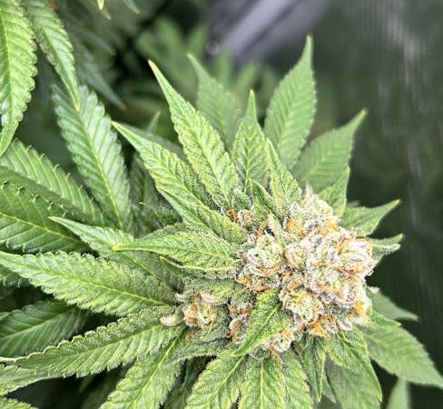 Cannabis in Dortmund Online Dispensary