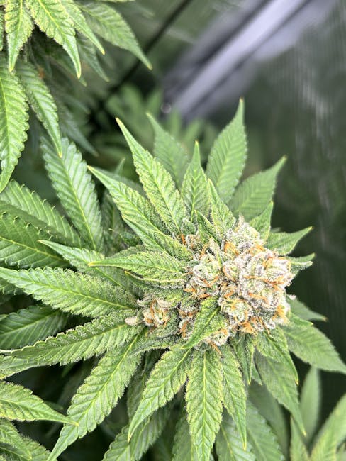 Cannabis in Dortmund Online Dispensary