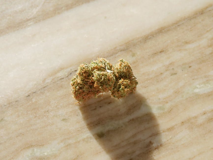 Marseille Cannabis Guide: Legal Status, Buying THC Weed, and Local Culture