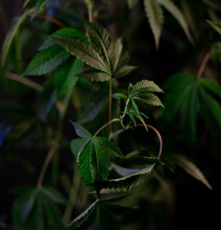 Welcome to the world‑class 420 store that has become the go‑to destination for cannabis lovers visiting or living in Monte Carlo
