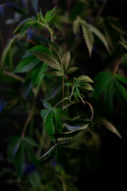 Welcome to the world‑class 420 store that has become the go‑to destination for cannabis lovers visiting or living in Monte Carlo