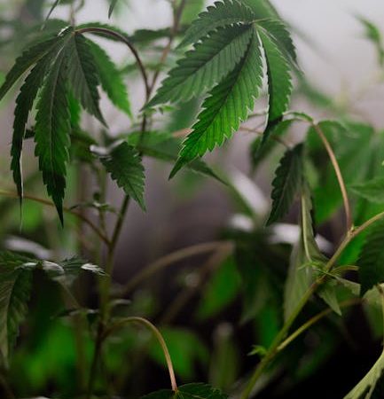 Cannabis Delivery Slovakia