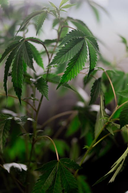 Cannabis Delivery Slovakia