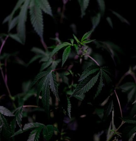 Krakow Cannabis Shop