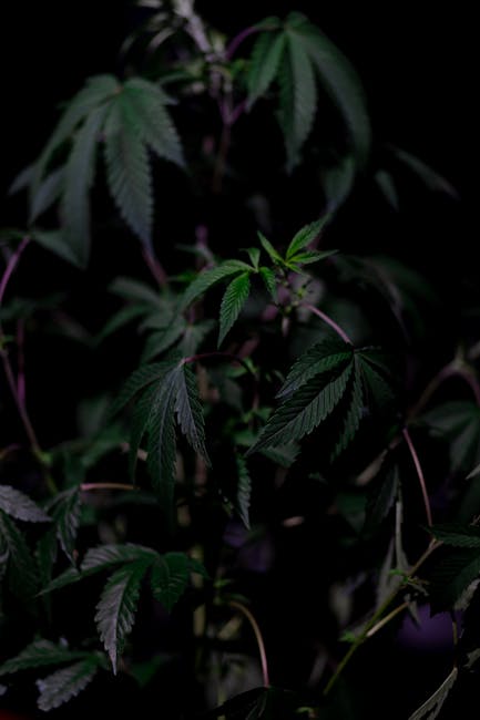 Krakow Cannabis Shop