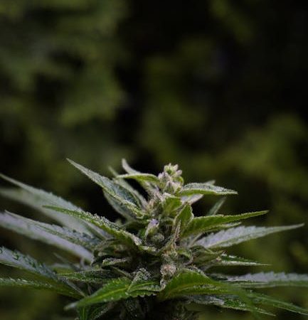Malaga Cannabis Market Your Guide to Buying Weed Online