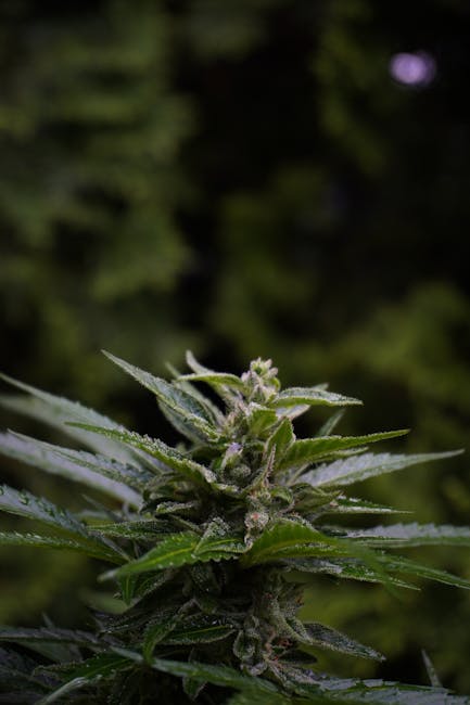 Malaga Cannabis Market Your Guide to Buying Weed Online