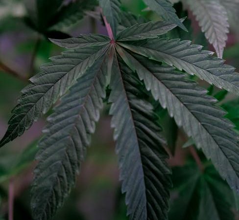 Welcome to the 420 store Finland
