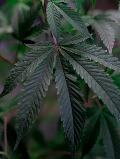 Welcome to the 420 store Finland