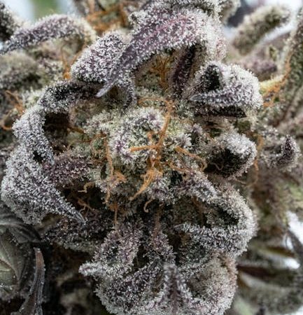 Marbella cannabis shop