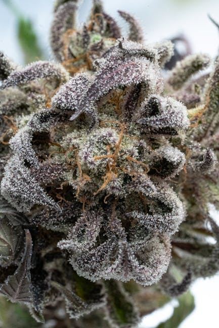 Marbella cannabis shop
