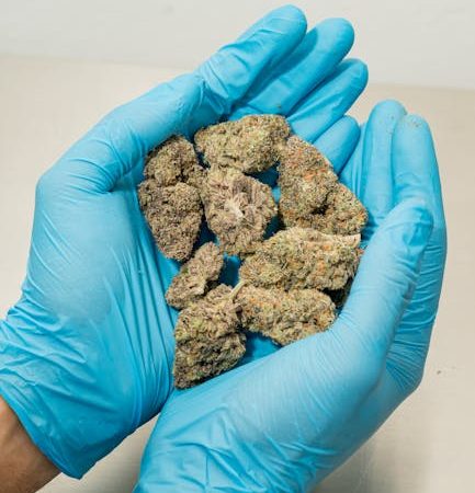 Graz: The Ideal Destination for THC Cannabis Enthusiasts
