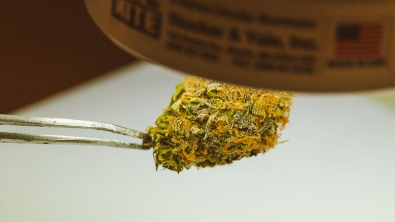 Buying Weed in Slovakia: The Ultimate Guide