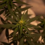 Czech Cannabis Shop: Your Online Source for Legal Weed img-6.jpg