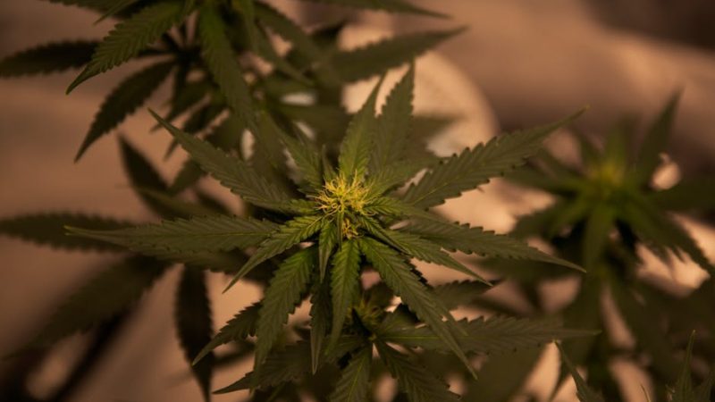 Czech Cannabis Shop: Your Online Source for Legal Weed