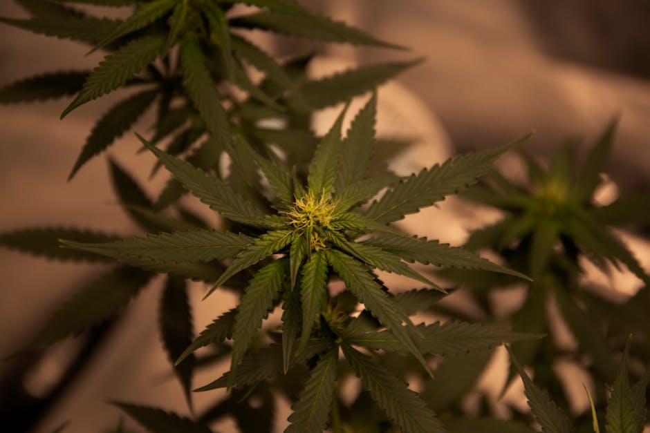 Czech Cannabis Shop: Your Online Source for Legal Weed