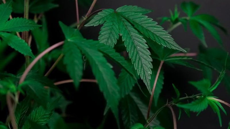 Munster Cannabis Delivery