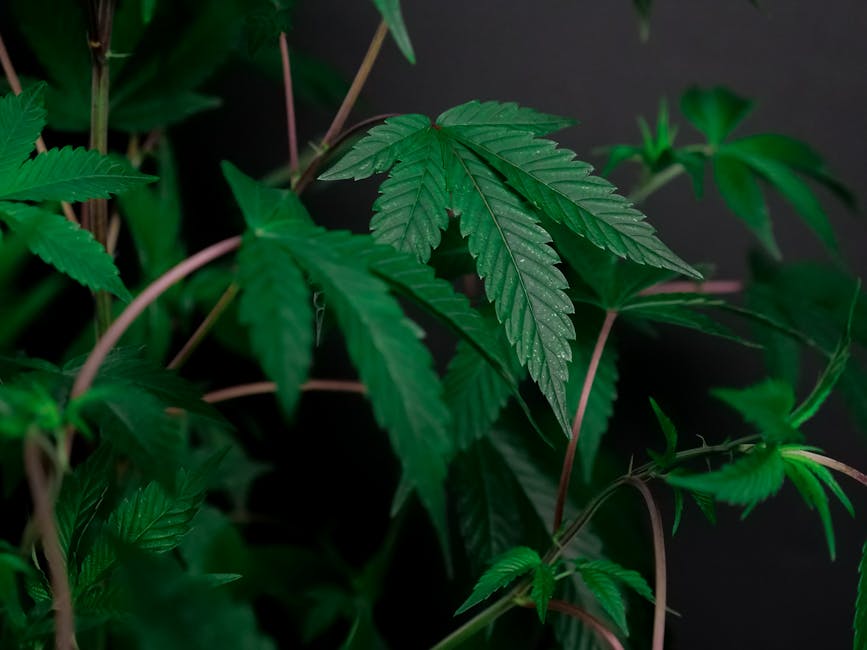 Munster Cannabis Delivery