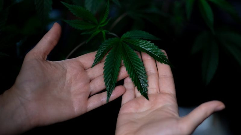 Why Choose Our Cannabis Dispensary in Crete?