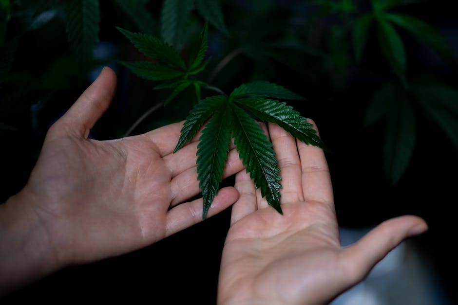 Why Choose Our Cannabis Dispensary in Crete?