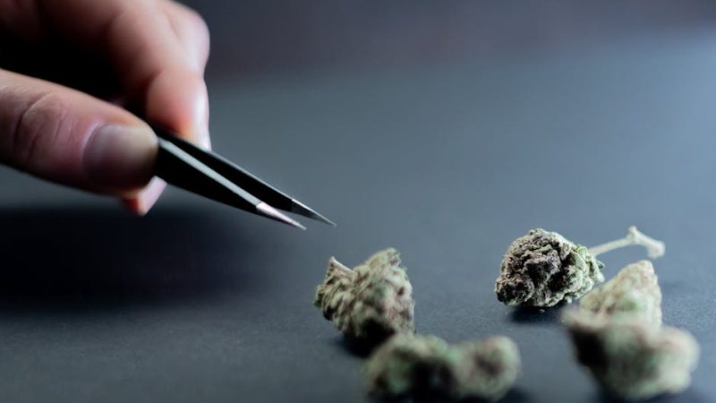 Cannabis in Bochum: Legal Status, Potency, Consumption, and EU Service
