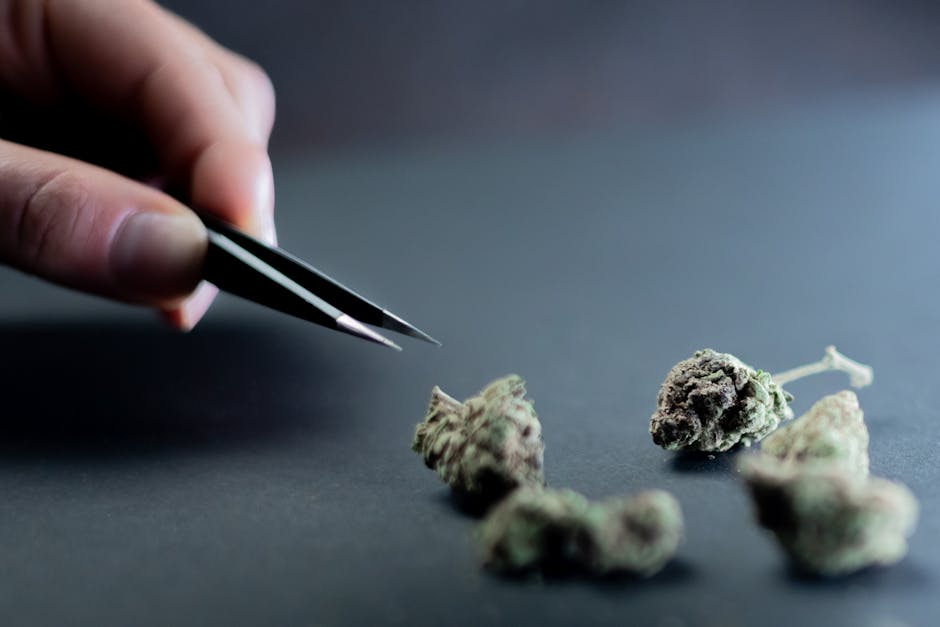 Cannabis in Bochum: Legal Status, Potency, Consumption, and EU Service