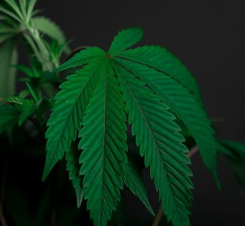 Hamburg Cannabis Shop