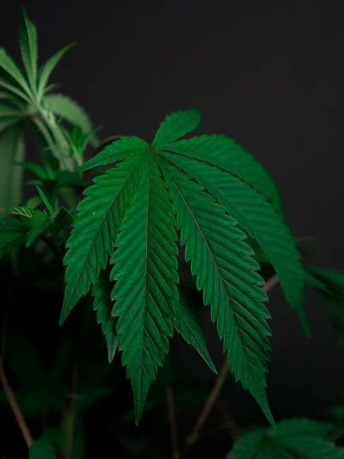 Hamburg Cannabis Shop