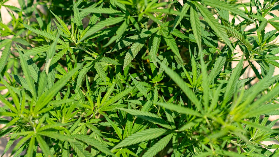 Prague’s Vape Scene: EU-Wide Cannabis, THC, and E‑Liquid Delivery