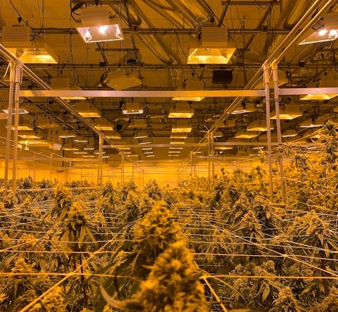 Welcome to the premier online dispensary for cannabis lovers in Crete and the wider EU market
