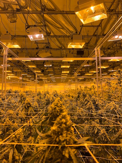 Welcome to the premier online dispensary for cannabis lovers in Crete and the wider EU market