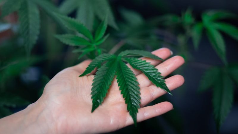 Welcome to the premier weed shop in Hungary