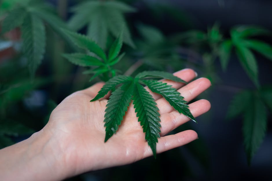 Welcome to the premier weed shop in Hungary