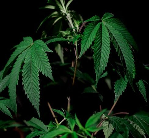 Online Cannabis Delivery in Luxembourg