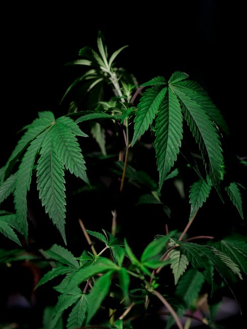 Online Cannabis Delivery in Luxembourg