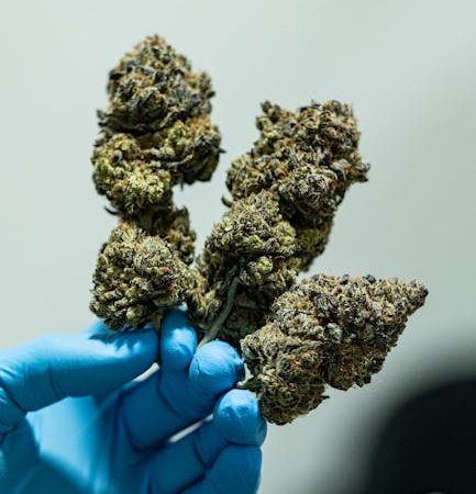 Cannabis in Germany A Comprehensive Guide to Buying Regulations and Products