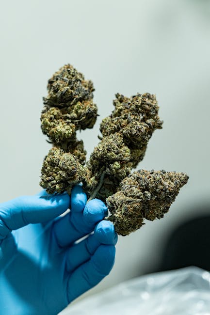 Cannabis in Germany A Comprehensive Guide to Buying Regulations and Products