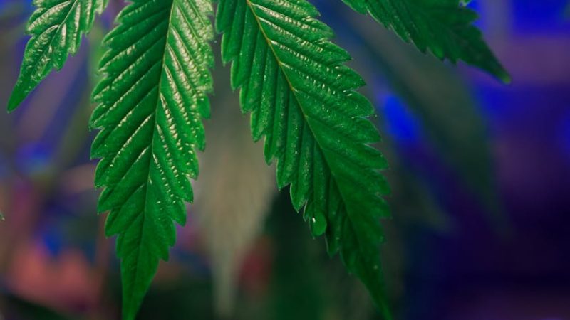 Welcome to the Future of Cannabis Retail in Bucharest