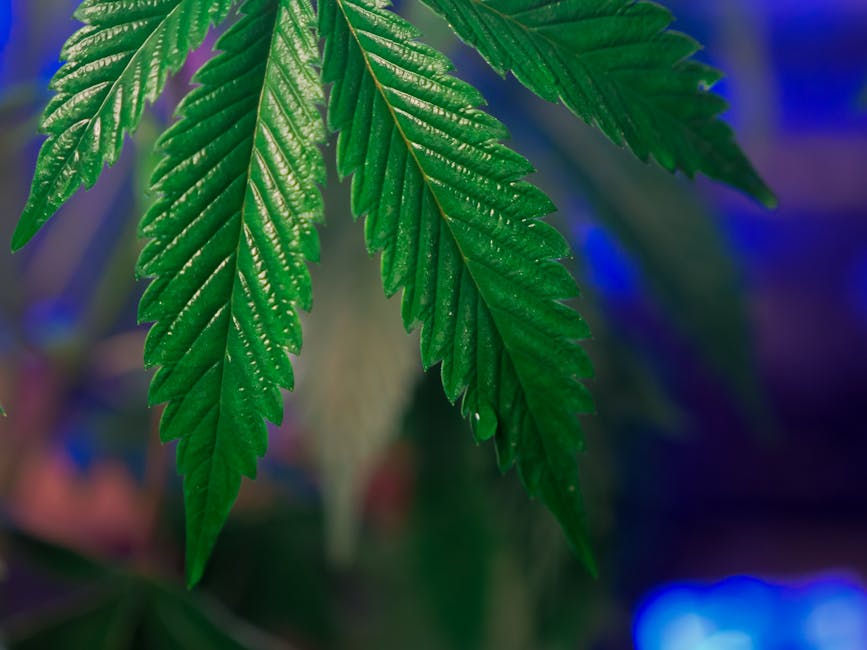 Welcome to the Future of Cannabis Retail in Bucharest