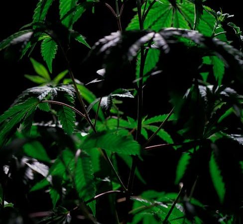 Looking for a reliable marseille cannabis shop that offers a wide range of high‑quality products
