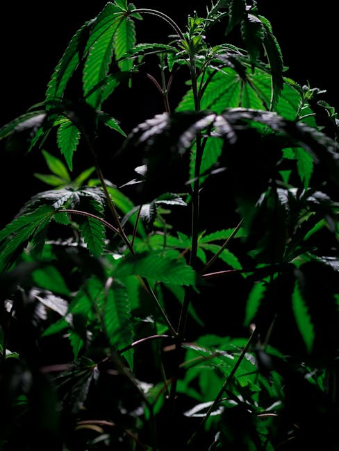 Looking for a reliable marseille cannabis shop that offers a wide range of high‑quality products