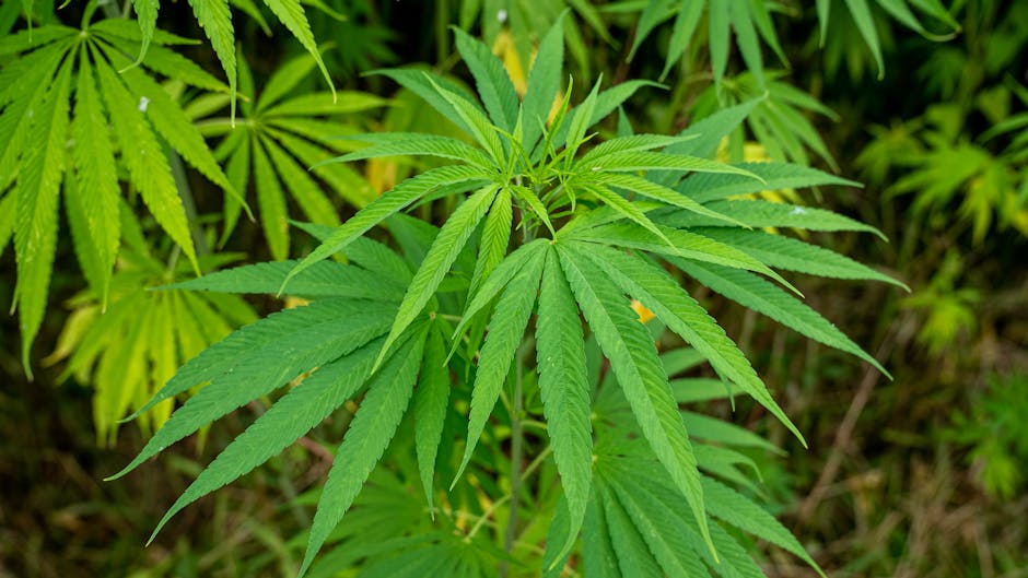 Vienna Cannabis Shop: Your Guide to Legal Cannabis, CBD, and Delivery