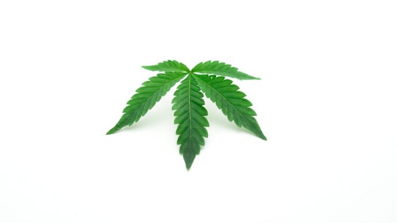 Welcome to the premier cannabis shop in Leipzig