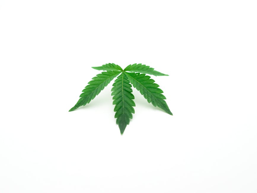 Welcome to the premier cannabis shop in Leipzig